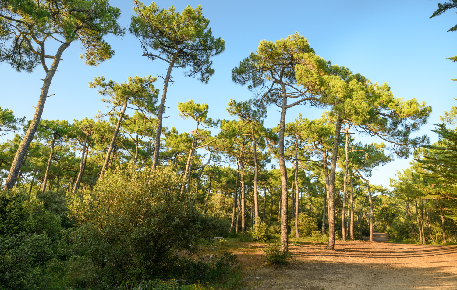 Forêt Domaniale de Saint Hilaire de Riez © OT Pays de Saint Gilles Croix de Vie