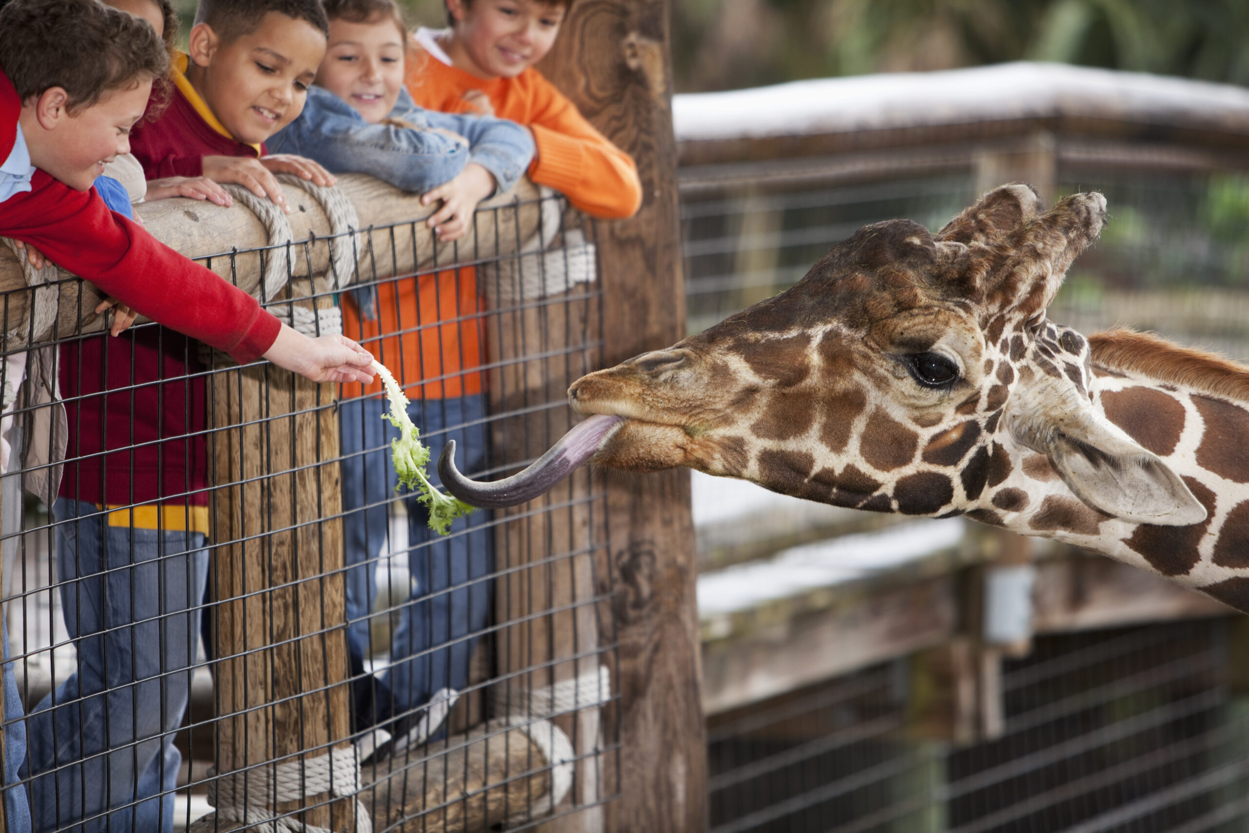 Enfants nourrissant une girafe au Zoo des Sables